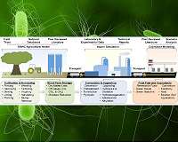 A full life cycle assessment of second-generation biofuels