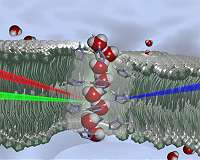 Artificial bio-inspired membranes for water filtration
