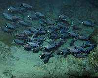 Splitfin flashlight fish uses bioluminescent light to illuminate plankton