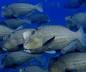 Scripps Leads First Global Snapshot of Key Coral Reef Fishes