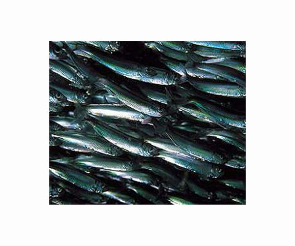 In a pickle: Baltic herring threatened by warming sea
