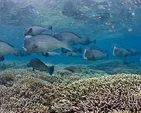 Extinction risk not the answer for reef futures