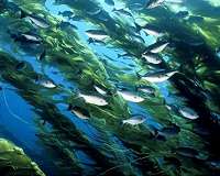 Increasing frequency of ocean storms could alter kelp forest ecosystems