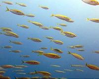 Fish populations revealed through seawater analysis