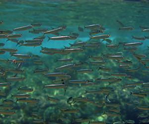 New ocean forecast could help predict fish habitat six months in advance