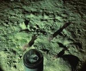 Could The Humble Sea Cucumber Save Our Seas