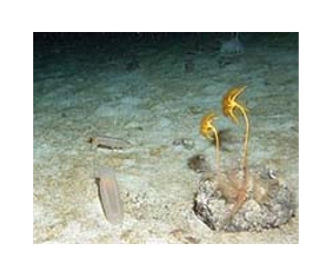 Sea cucumbers: Dissolving coral reefs?