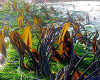 Can seagrass help fight ocean acidification?