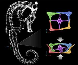 Seahorse's Armor Gives Engineers Insight Into Robotics Designs