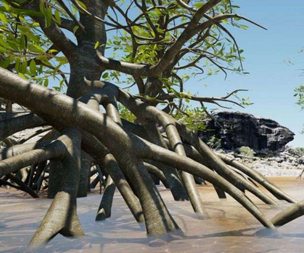 Half of mangrove ecosystems at risk: conservationists