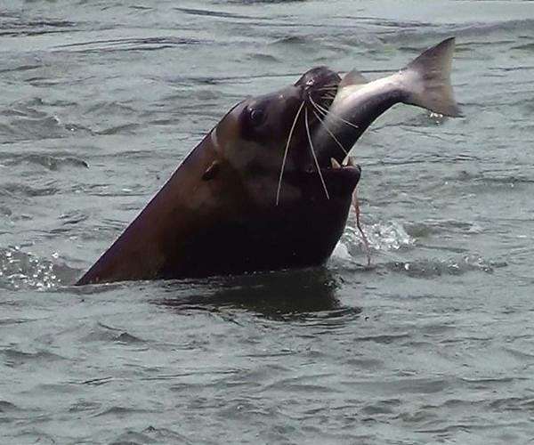 Melting glaciers may create new Pacific salmon habitat, study finds