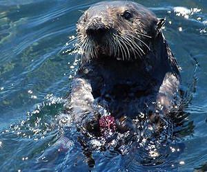 Rare river otter spotted near Colo. city