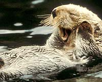 Sea Otter Study Reveals Striking Variability In Diets And Feeding Strategies