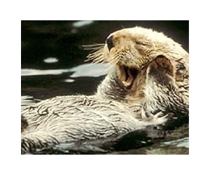 Otters On Road To Recovery In Andalusia