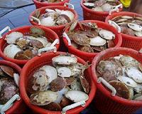 Securing the supply of sea scallops for today and tomorrow