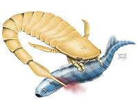 Spiders, scorpions use leg genes to grow their heads