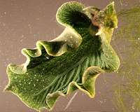 Mathematics of sea slug movement points to future robots