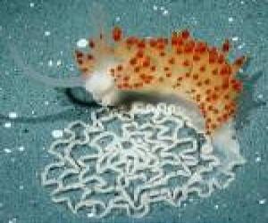 New Species Of Sea Slug Discovered