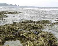 One-fifth of carbon entering coastal waters of eastern North America is buried