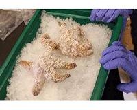 Researchers provide new details about sea stars' immunity