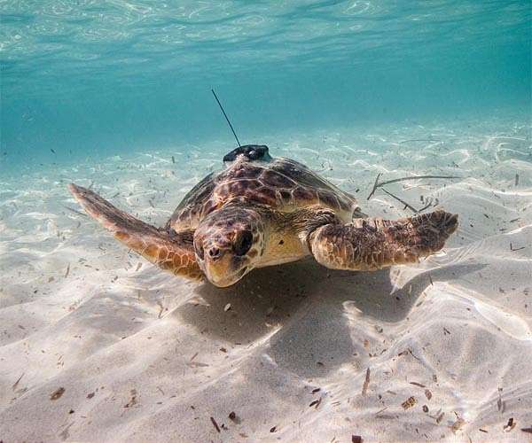 Endangered sea turtles get second life at Tunisian centre