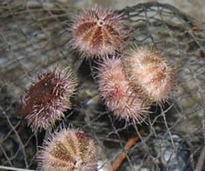 Sea urchins see with their whole body
