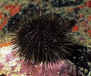 Could the humble sea urchin hold the key to carbon capture?