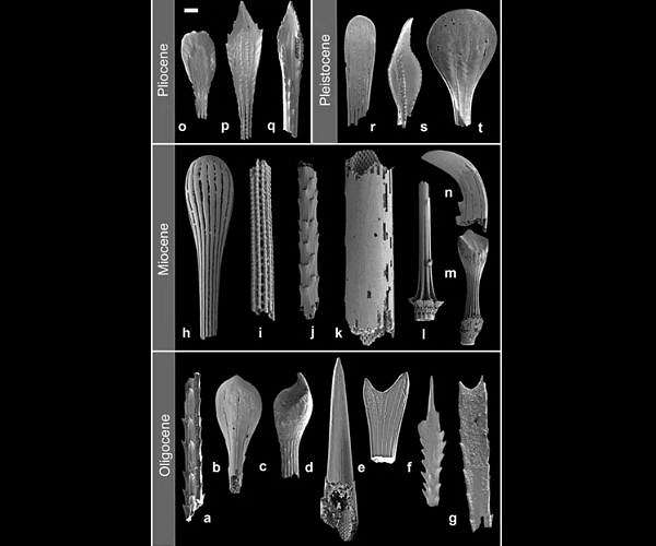 Fossil spines reveal deep sea's past