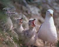 Algae foam killing thousands of sea birds