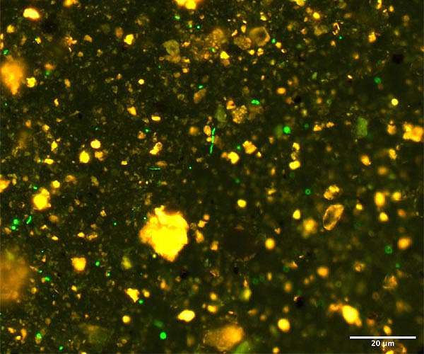 Microbial diversity below seafloor is as rich as on Earth's surface