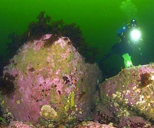 Underwater 'tree rings'