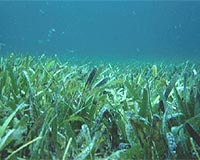 Loss Of Coastal Seagrass Habitat Accelerating Globally