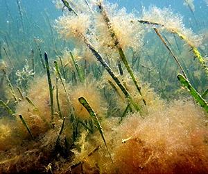 Study reveals that animals contribute to seagrass dispersal