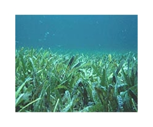 Group wants fund to restore seagrass