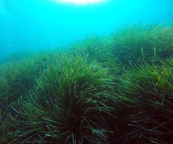 Seagrasses continue to release methane after their die-off