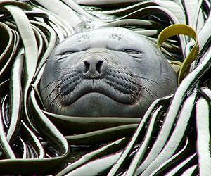 Climate change is causing modifications to marine life behavior