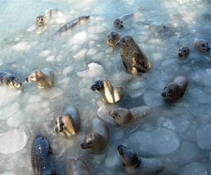 North China braces for more icy weather