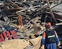 Frida, the four-legged heroine of Mexico's quake rescues