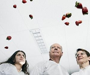 Low-Maintenance Strawberry May Be Good Crop To Grow In Space