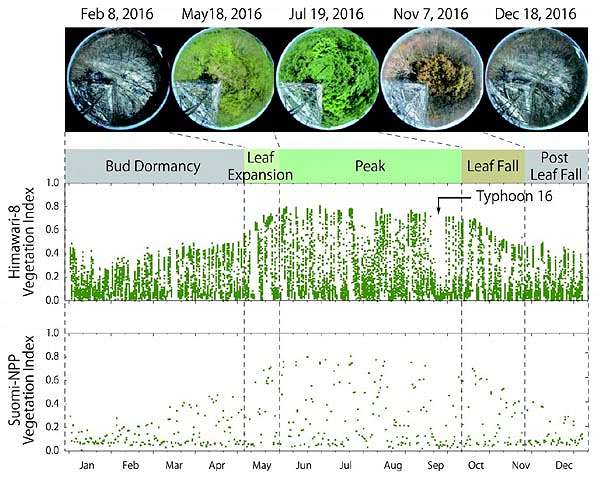 NASA investigates vegetation