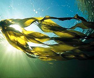 Nuisance seaweed found to produce compounds with biomedical potential