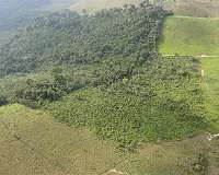 Secondary forests provide deforestation buffer for old-growth primary forests