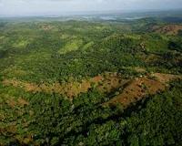 Secondary forests have short lifespans