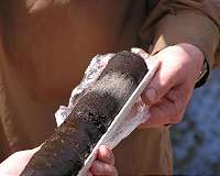 Preserved leaves reveal 7,000 years of rainfall and drought
