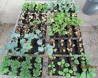 Simulated seawater flooding decreases growth of vegetable seedlings