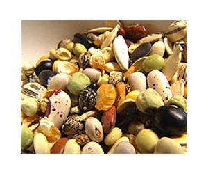 Seed Bank For The Moon