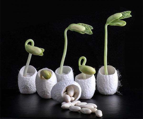Brussels looks to relax curbs on genetically modified crops