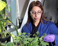Sandia speeds transformation of biofuel waste into wealth