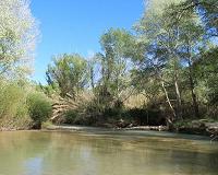 Reconsider the impact of trees on water cycles and climate, scientists ask