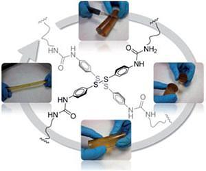 'Terminator' polymer that regenerates itself